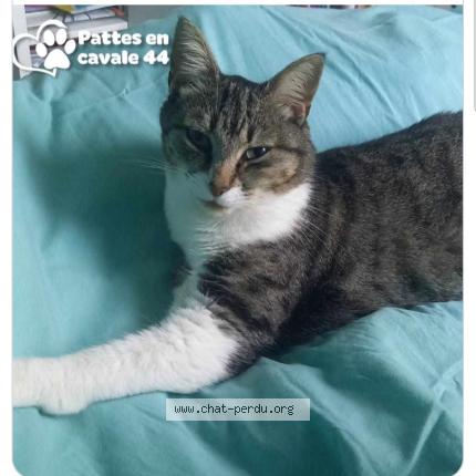 Foto 1/1 Topaze Chat perdido en Pontchateau