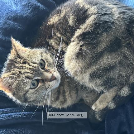 Foto 1/1 Myla Chat perdido en Rhode saint genese