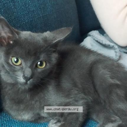 Foto 1/1 Ezra Chat perdido en Fleville devant nancy