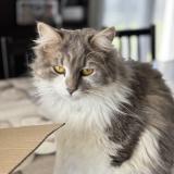 Foto del gato perdido en Saintes