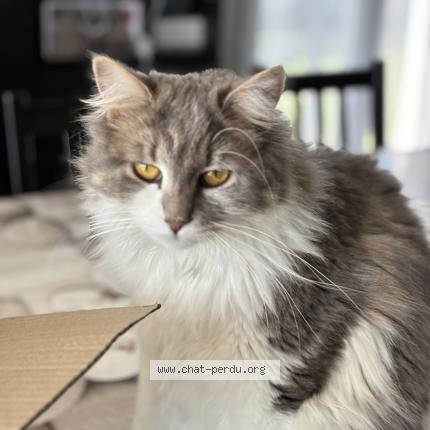 Foto 1/1 Lixy Chat perdido en Saintes