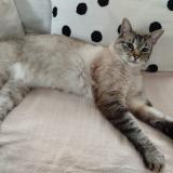 Foto del gato perdido en Negreville