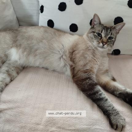 Foto 1/1 Snow Chat perdido en Negreville