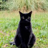 Foto del gato perdido en Coublevie