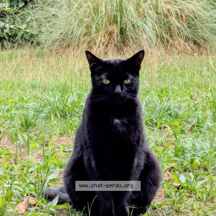 Foto 1/1 Titounet Chat perdido en Coublevie