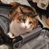 Foto del gato perdido en Ternay