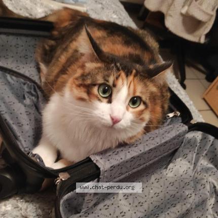 Foto 1/1 Shana Chat perdido en Ternay