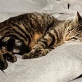 Foto del gato perdido en Bilieu