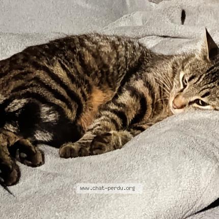 Foto 1/1 Justin Gomez Chat perdido en Bilieu