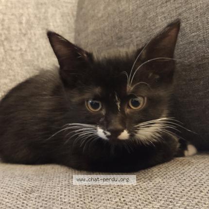 Foto 1/1 Pepper Chat perdido en Chassieu