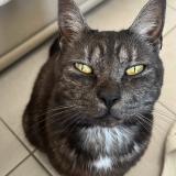 Foto del gato perdido en Vireux Wallerand