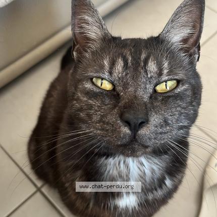 Foto 1/1 Calou Chat perdido en Vireux wallerand