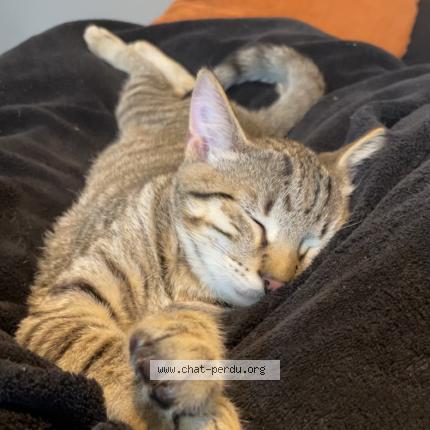 Foto 1/1 Jager Chat perdido en Saint christophe