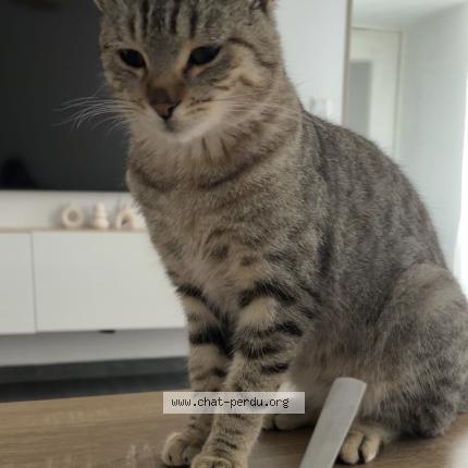 Foto 1/1 Muezza Chat perdido en Saint martin belle roche