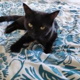 Foto del gato perdido en Dijon