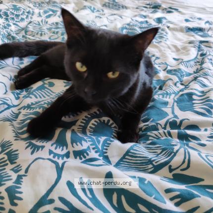 Foto 1/2 Tornade Chat perdido en Dijon