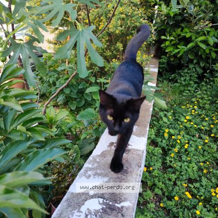 Foto 2/2 Tornade Chat perdido en Dijon