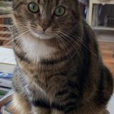 Foto del gato perdido en Marcq En Baroeul