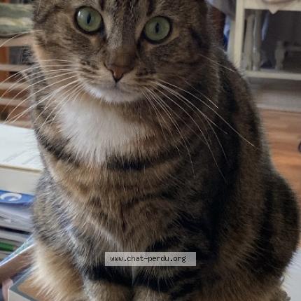 Foto 1/1 Moka Chat perdido en Marcq en baroeul