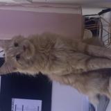 Foto del gato perdido en Mauguio