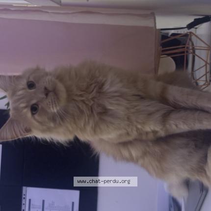 Foto 1/1 Simba Chat perdido en Mauguio