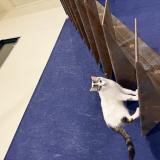 Foto del gato perdido en Orgueil