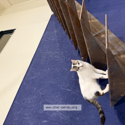 Foto 1/1 Ga&iuml;a Chat perdido en Orgueil