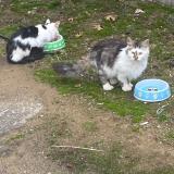 Foto de gato encontrado en Romulus