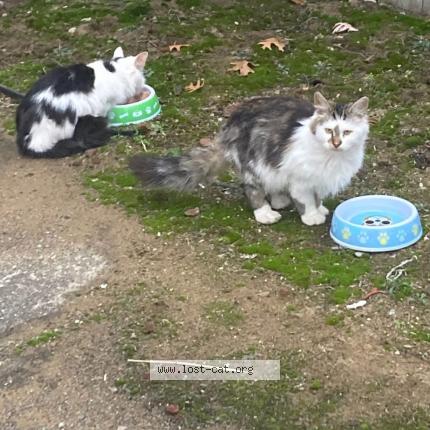 Foto 1/1 Gato encontrado Encontrado en Romulus