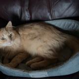 Foto de gato encontrado en Sherwood Park