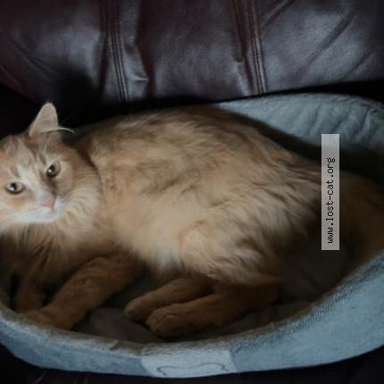 Foto 1/1 Gato encontrado Encontrado en Sherwood park