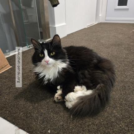 Foto 1/1 Chachat Chat perdido en Longueuil