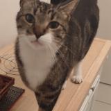 Foto del gato perdido en Niort