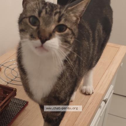 Foto 1/1 Ricou Chat perdido en Niort