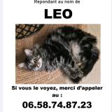 Foto del gato perdido en Marseille