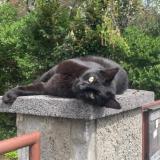 Foto del gato perdido en Strasbourg