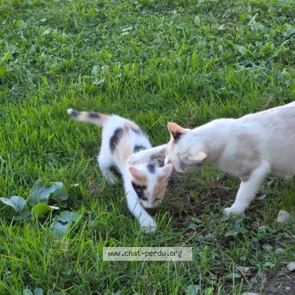 Foto 1/1 Mimi Chat perdido en Martres tolosane