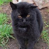 Foto de gato encontrado en Montesson