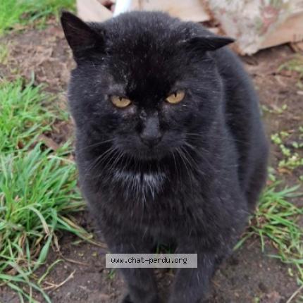 Foto 1/1 Gato encontrado Encontrado en Montesson