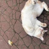 Foto de gato encontrado en Livry Gargan