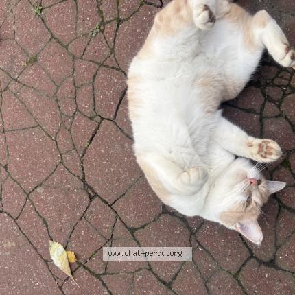 Foto 1/1 Gato encontrado Encontrado en Livry gargan