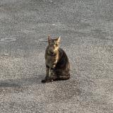 Foto del gato perdido en Neuvicq Le Chateau