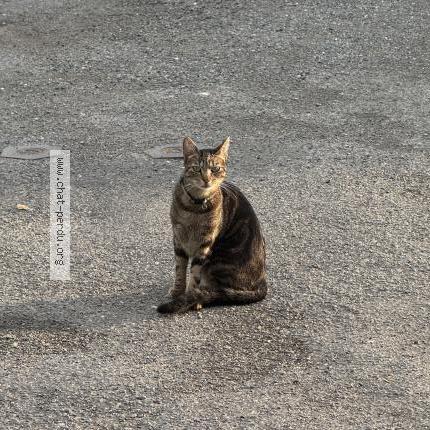 Foto 1/1 Zio Chat perdido en Neuvicq le chateau