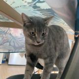 Foto de gato encontrado en Toulouse