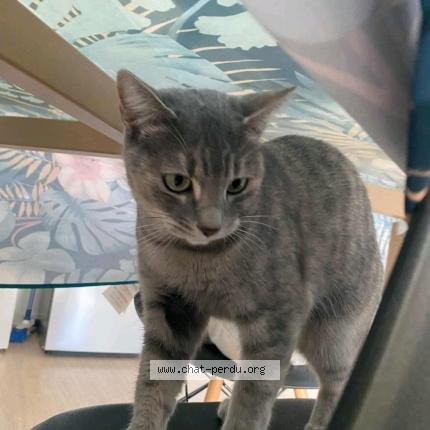 Foto 1/1 Gato encontrado Encontrado en Toulouse