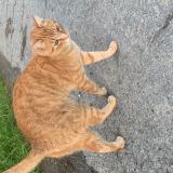 Foto del gato perdido en Parthenay De Bretagne