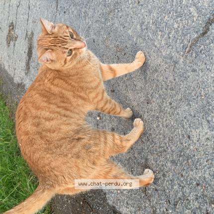 Foto 1/1 Sophia KLEIN Chat perdido en Parthenay de bretagne