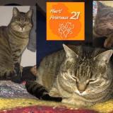 Foto del gato perdido en Longvic