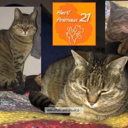 Foto 1/1 Jack Chat perdido en Longvic