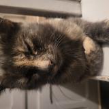 Foto del gato perdido en St Etienne